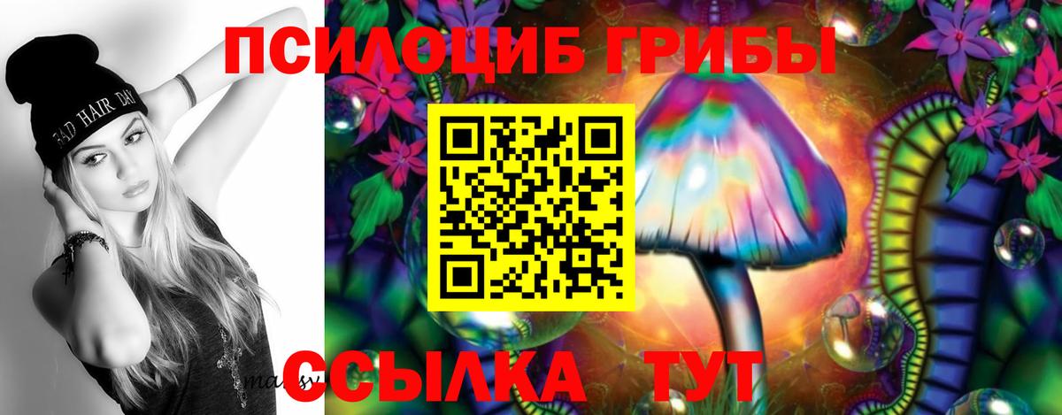 Псилоцибиновые грибы Psilocybe Каменск-Шахтинский